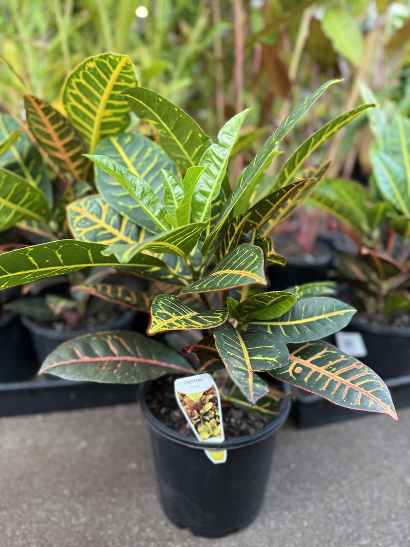 Croton 'Petra' (Codiaeum variegatum)