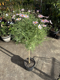 Marguerite Daisy Standard (Argyranthemum)