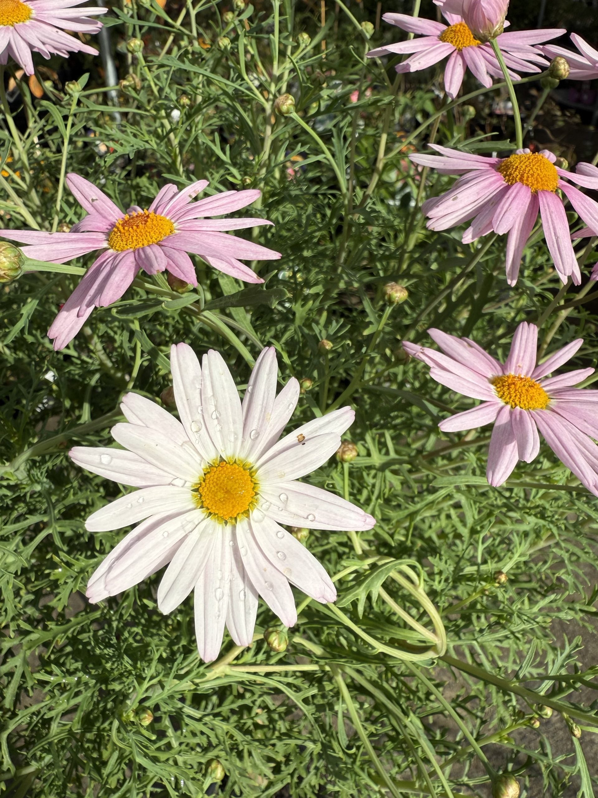 Marguerite Daisy Standard (Argyranthemum)