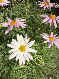 Marguerite Daisy Standard (Argyranthemum)