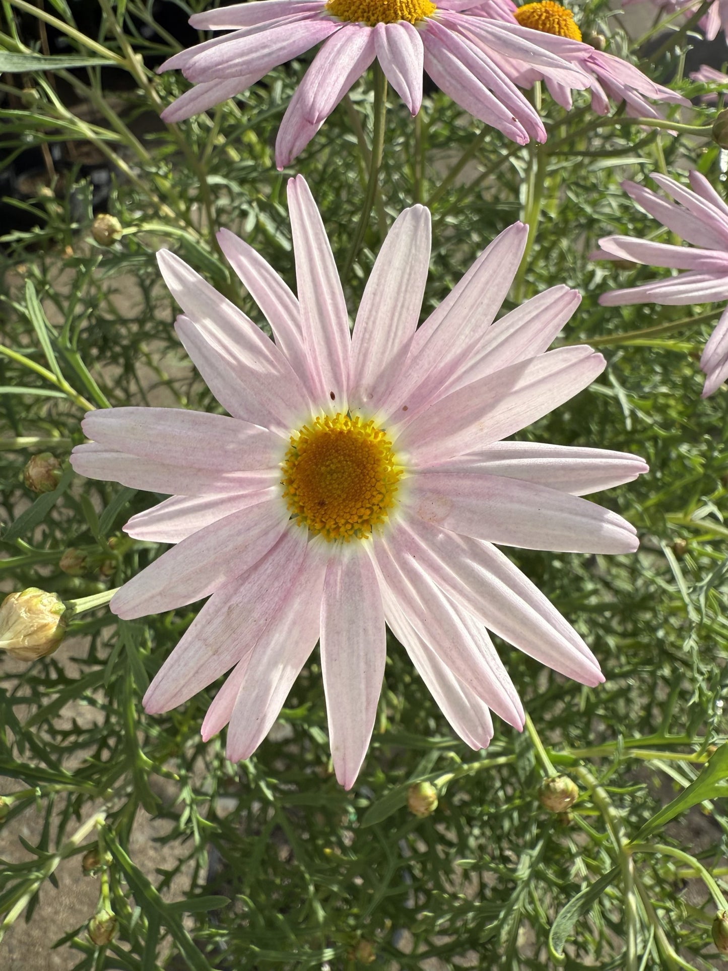 Marguerite Daisy Standard (Argyranthemum)