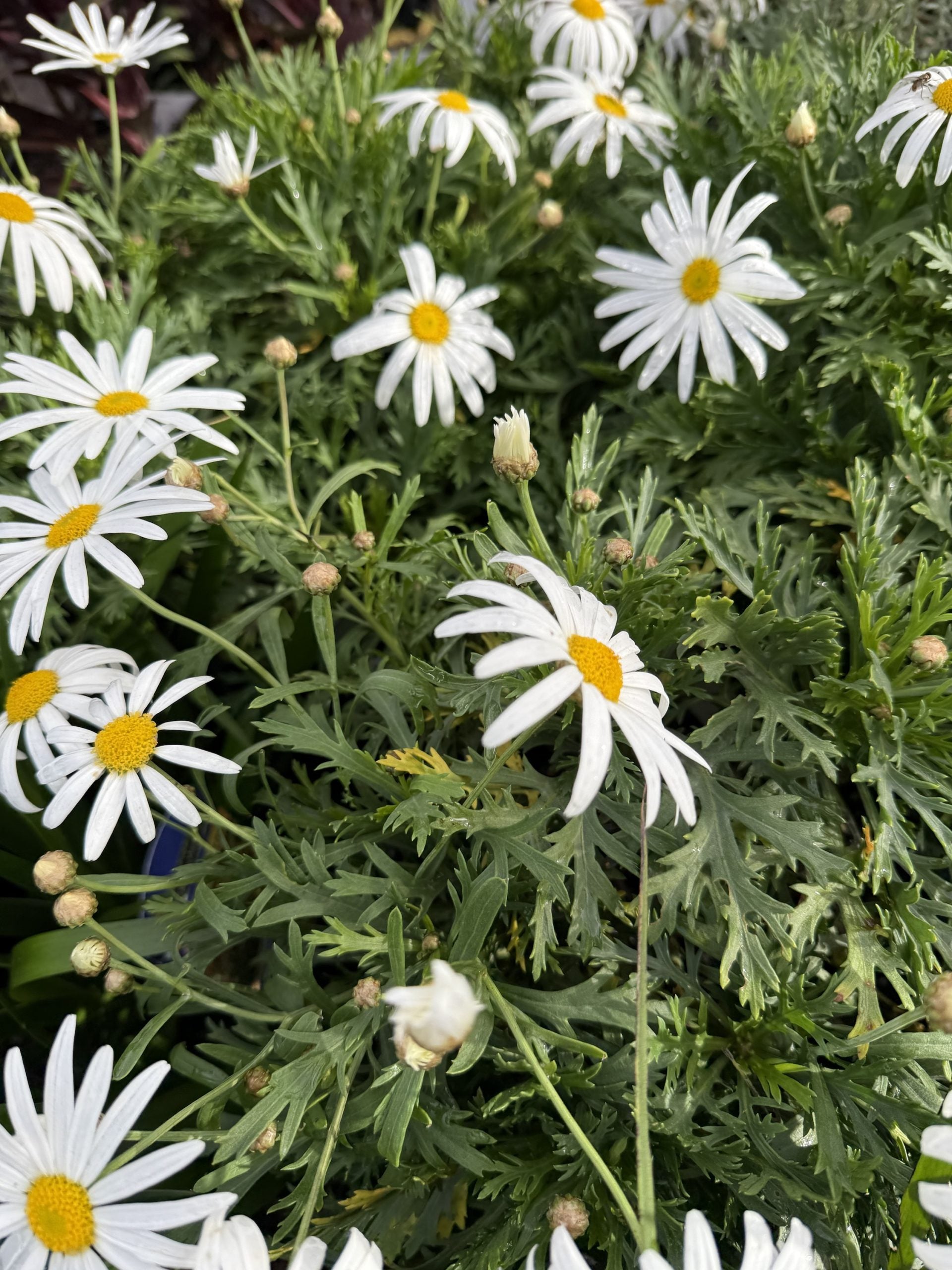 Marguerite Daisy (Argyranthemum)