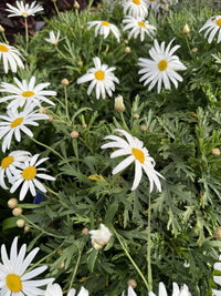 Marguerite Daisy (Argyranthemum)