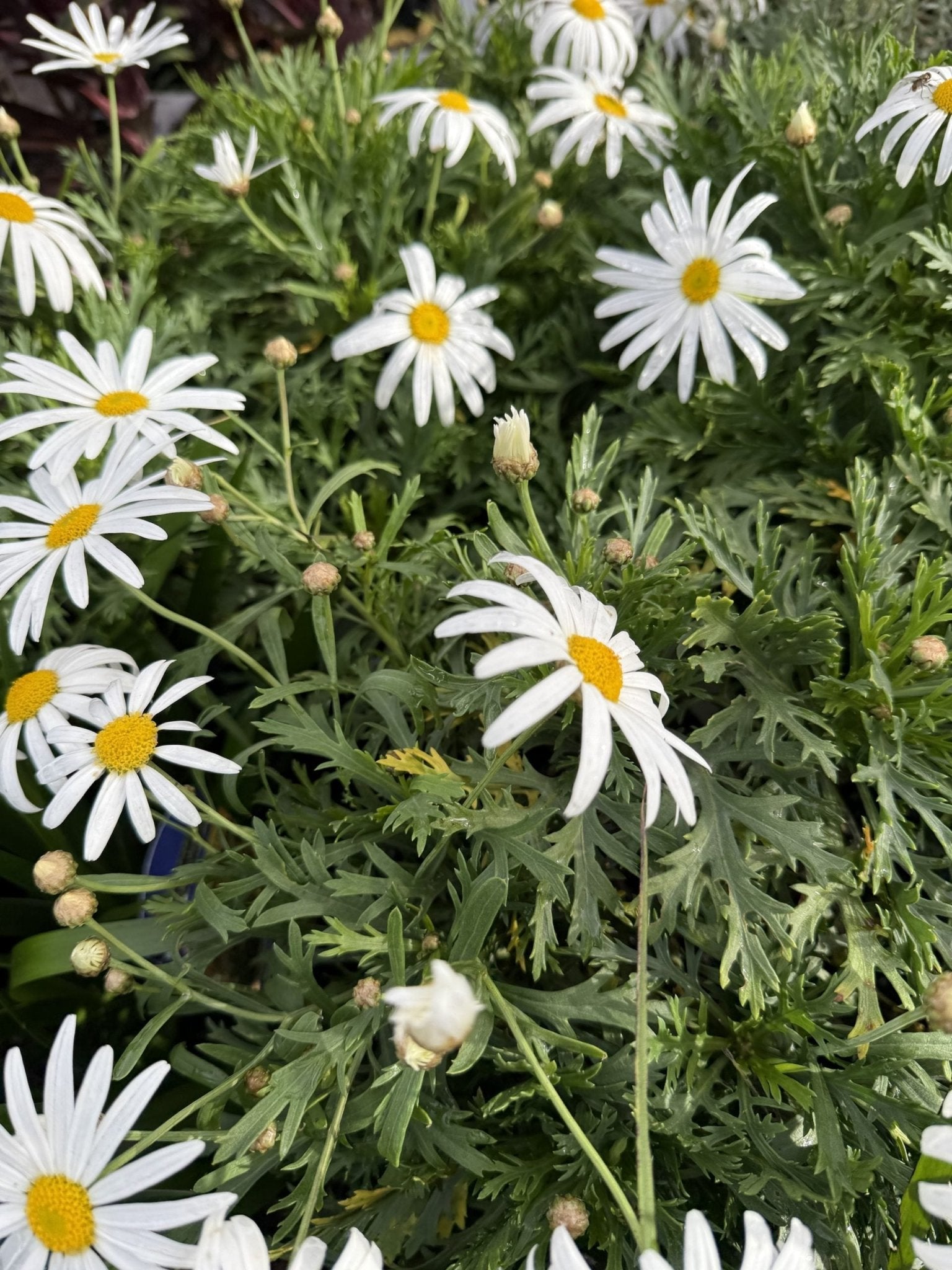 Marguerite Daisy (Argyranthemum) - Ladybird Nursery