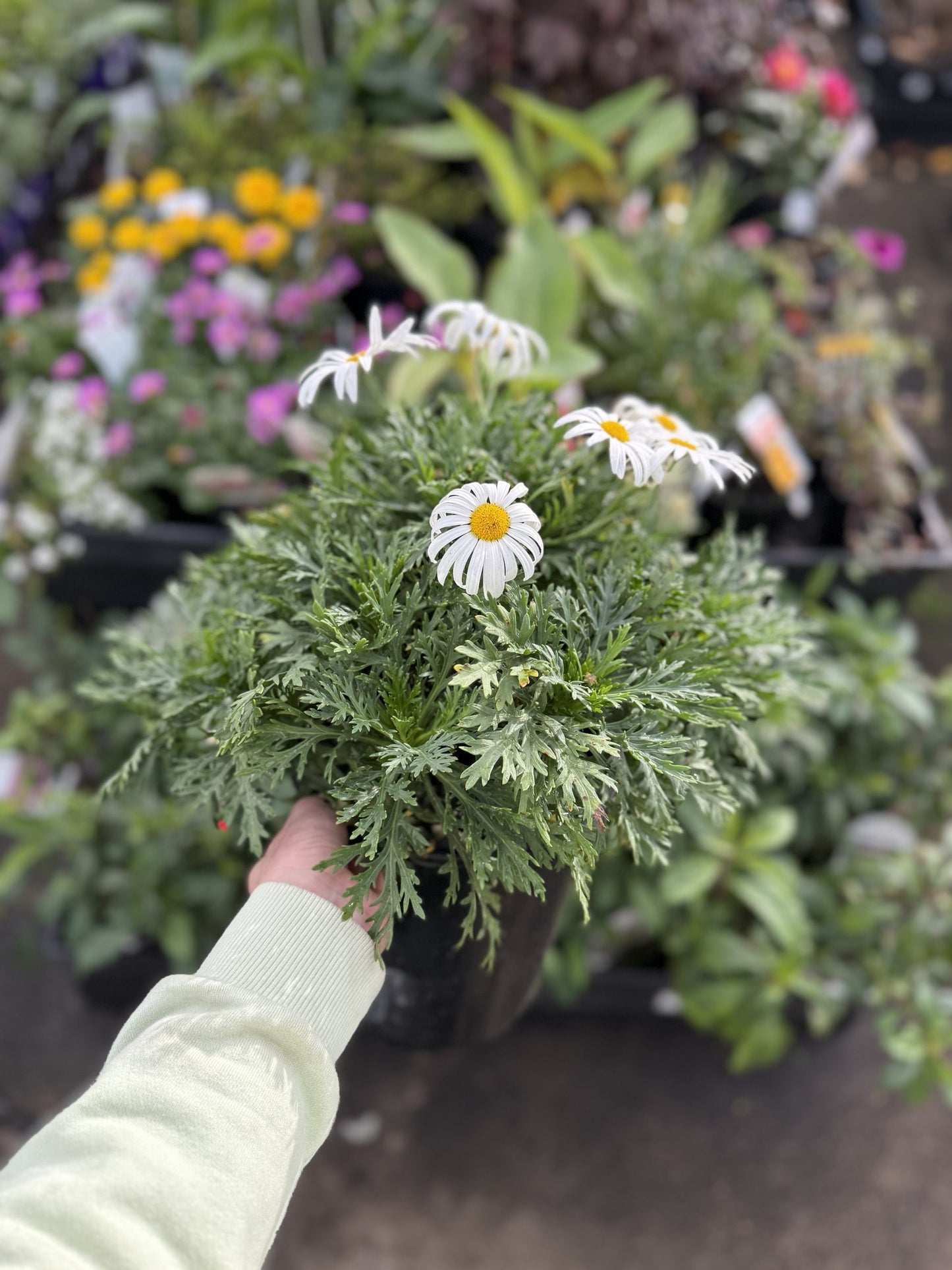 Marguerite Daisy (Argyranthemum)