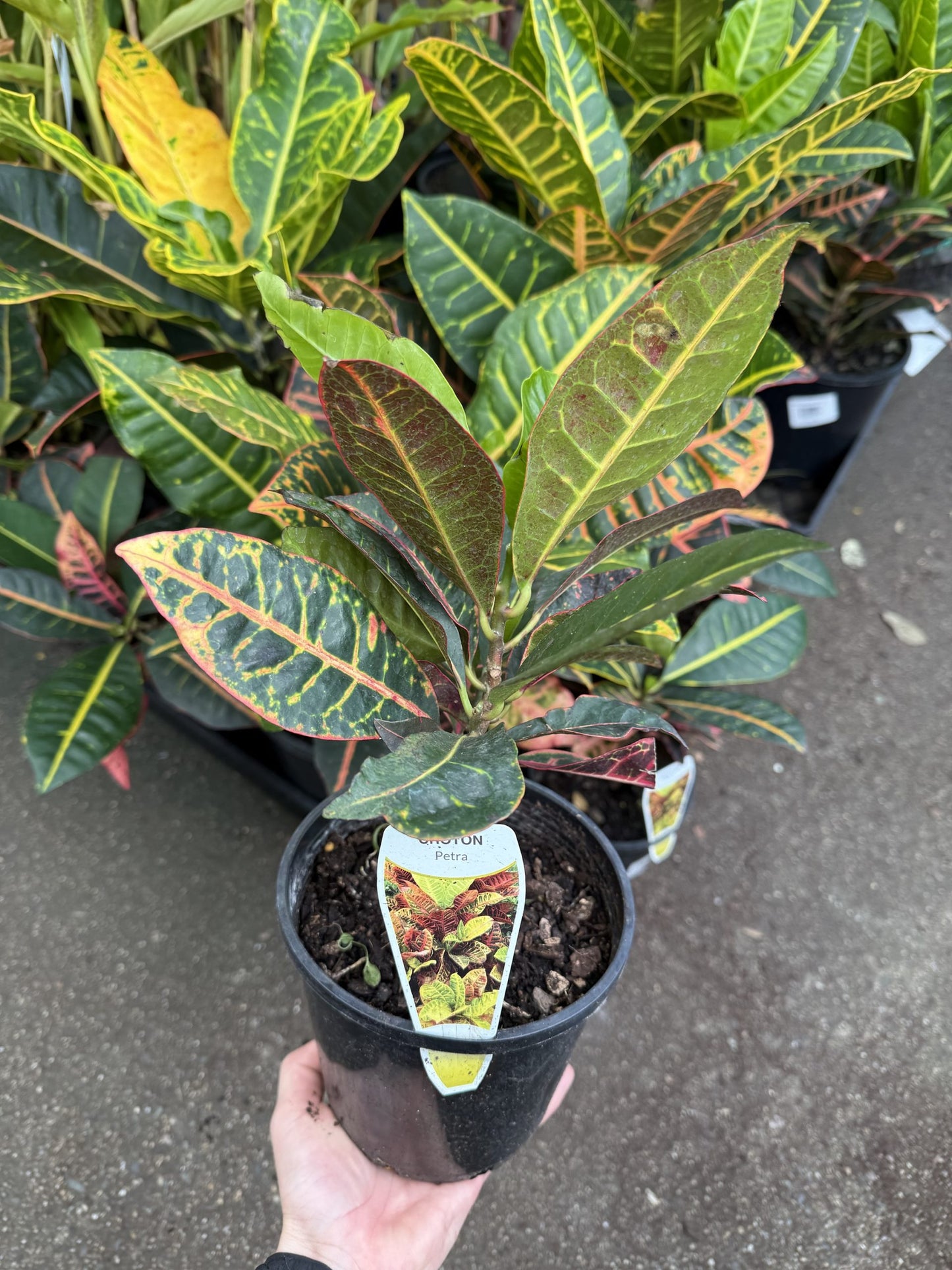 Croton 'Petra'