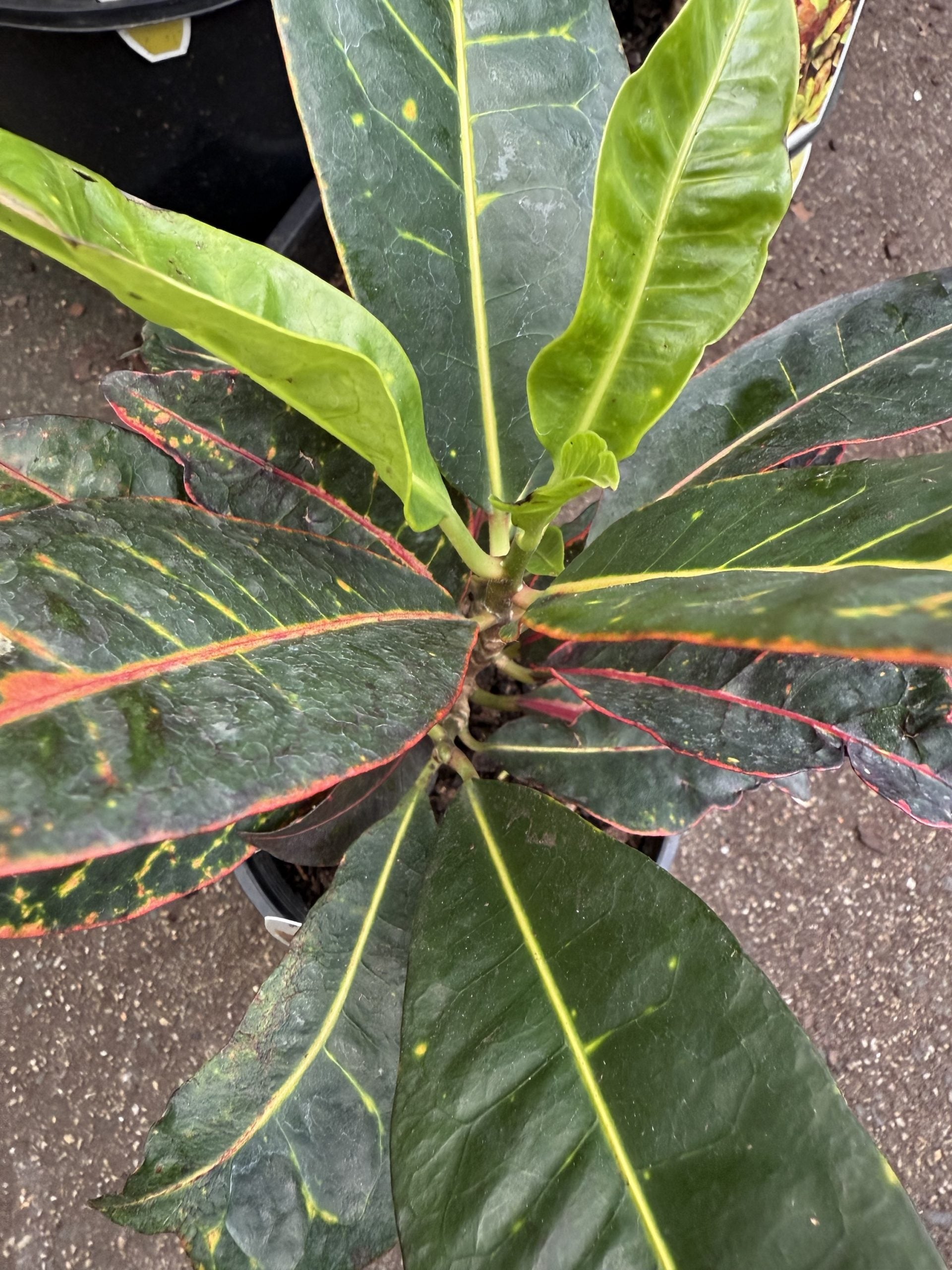 Croton 'Petra'