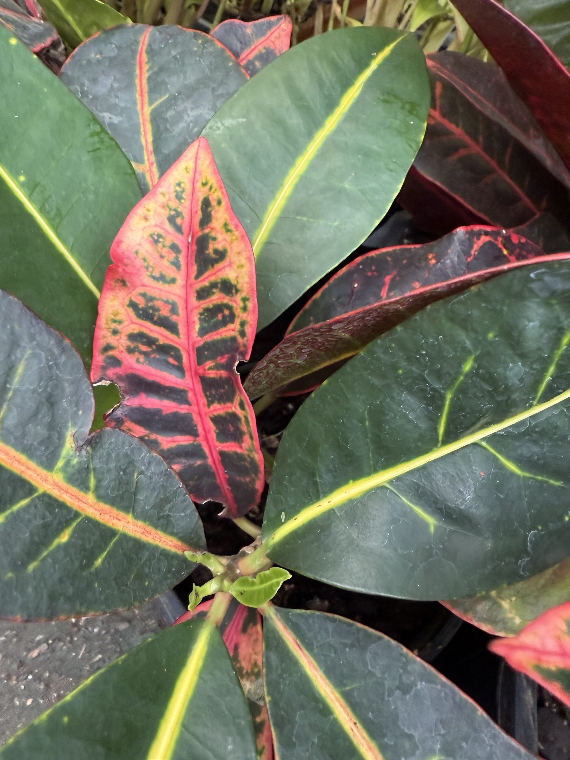 Croton 'Petra'