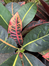 Croton 'Petra'