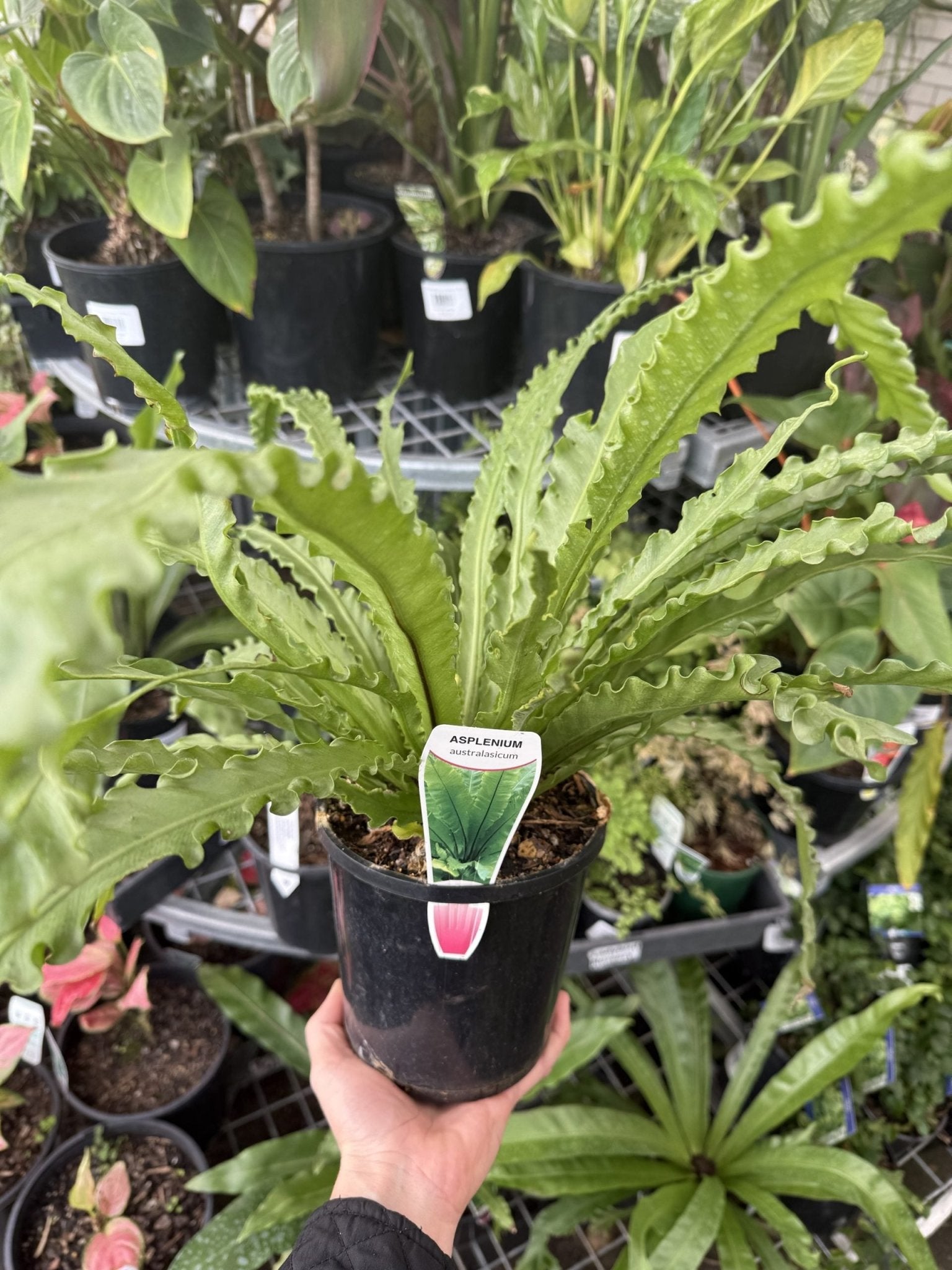 Crow's Nest Fern (Asplenium australasicum) - Ladybird Nursery