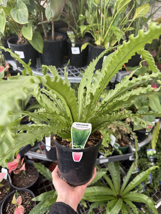 Crow's Nest Fern (Asplenium australasicum)