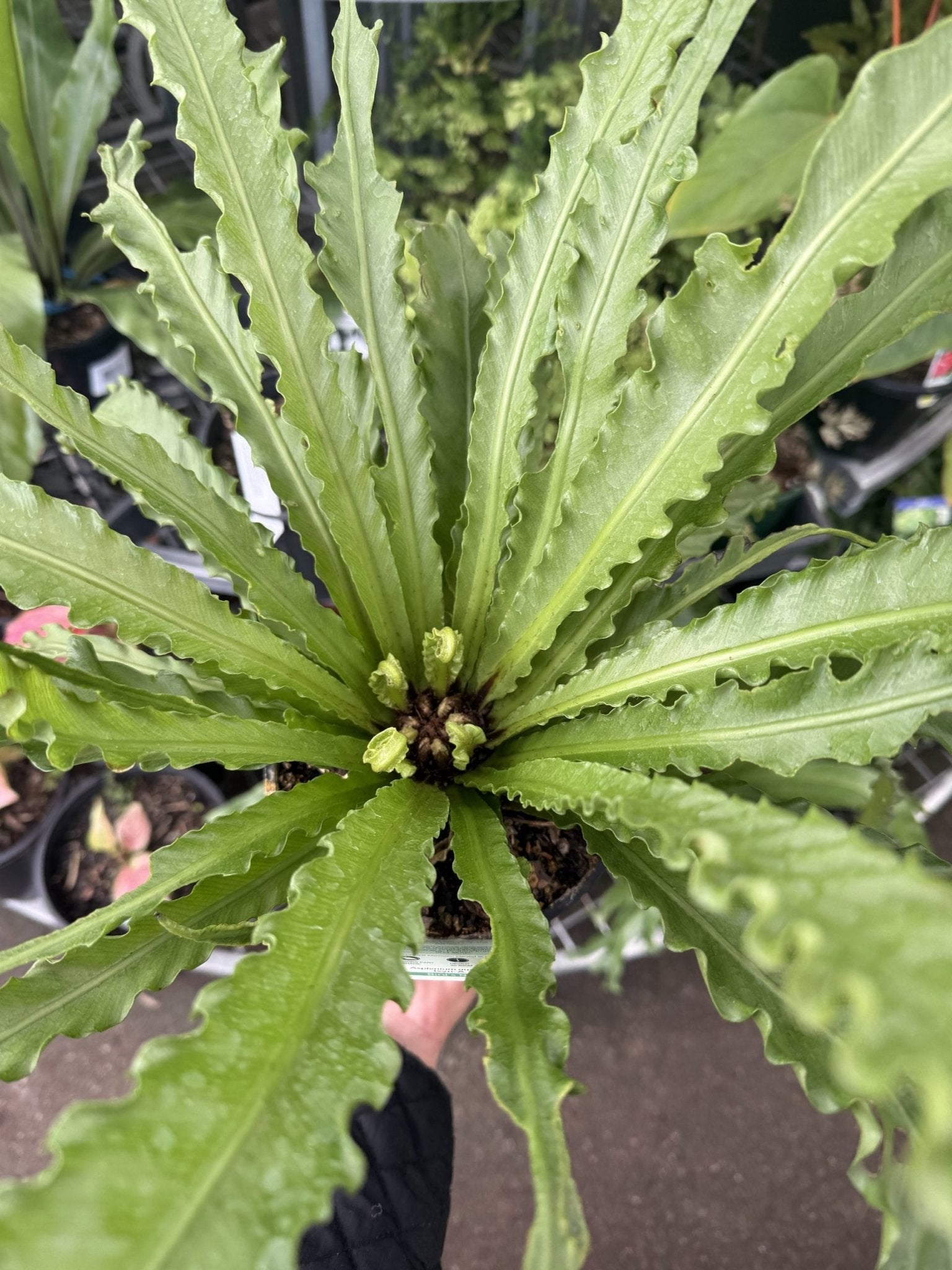 birds nest fern asplenium australasicum Crow's Nest Fern Plant – Buy Now! – Ladybird Nursery