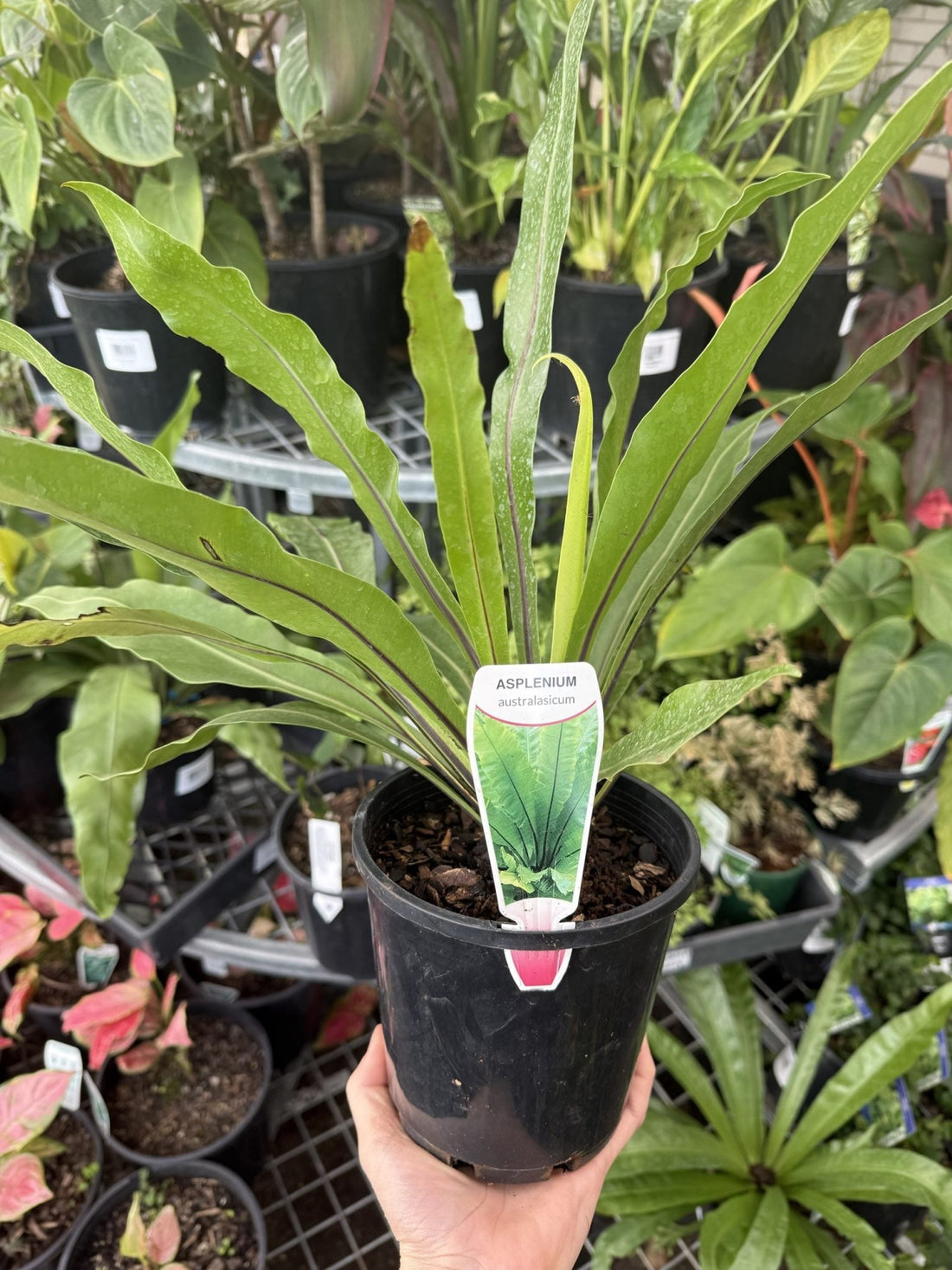 Crow's Nest Fern (Asplenium australasicum) - Ladybird Nursery