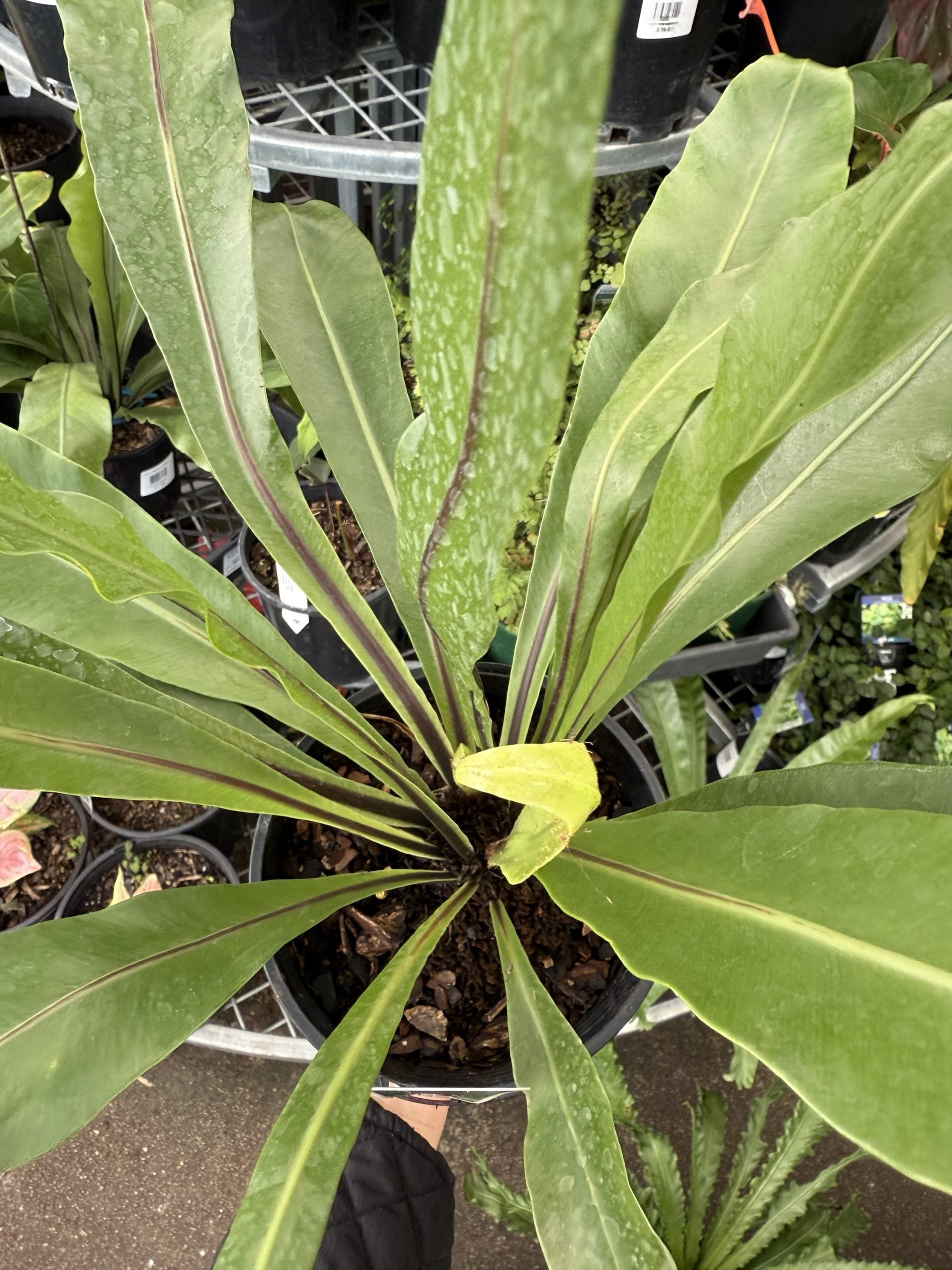Crow's Nest Fern (Asplenium australasicum)