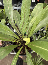 Crow's Nest Fern (Asplenium australasicum) - Ladybird Nursery