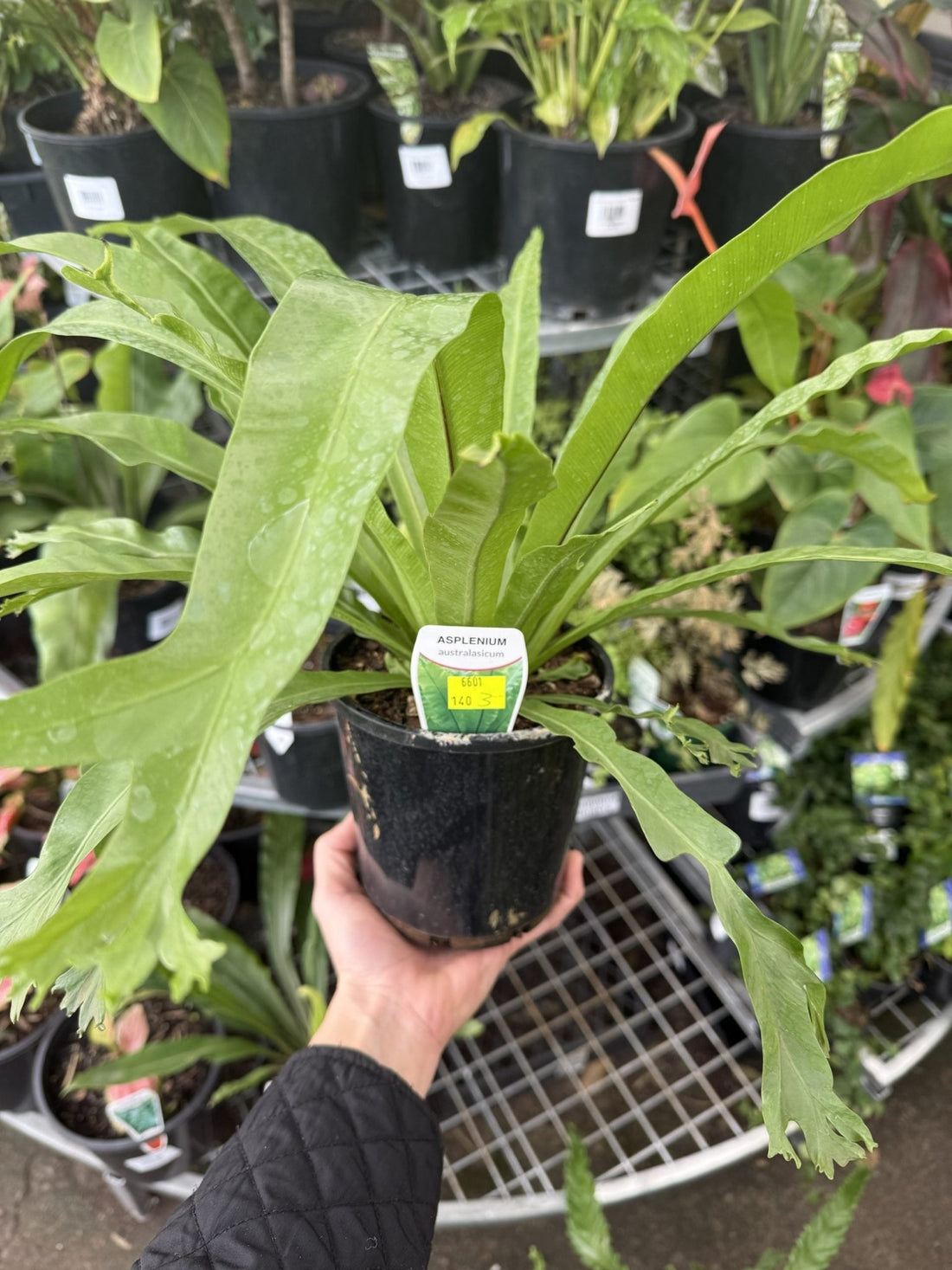 Crow's Nest Fern (Asplenium australasicum) - Ladybird Nursery