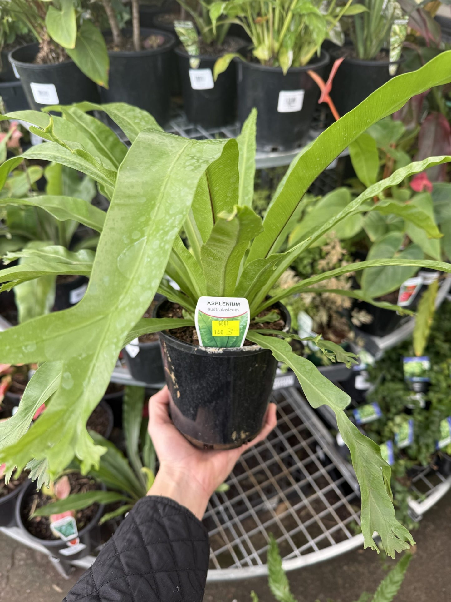 Crow's Nest Fern (Asplenium australasicum)