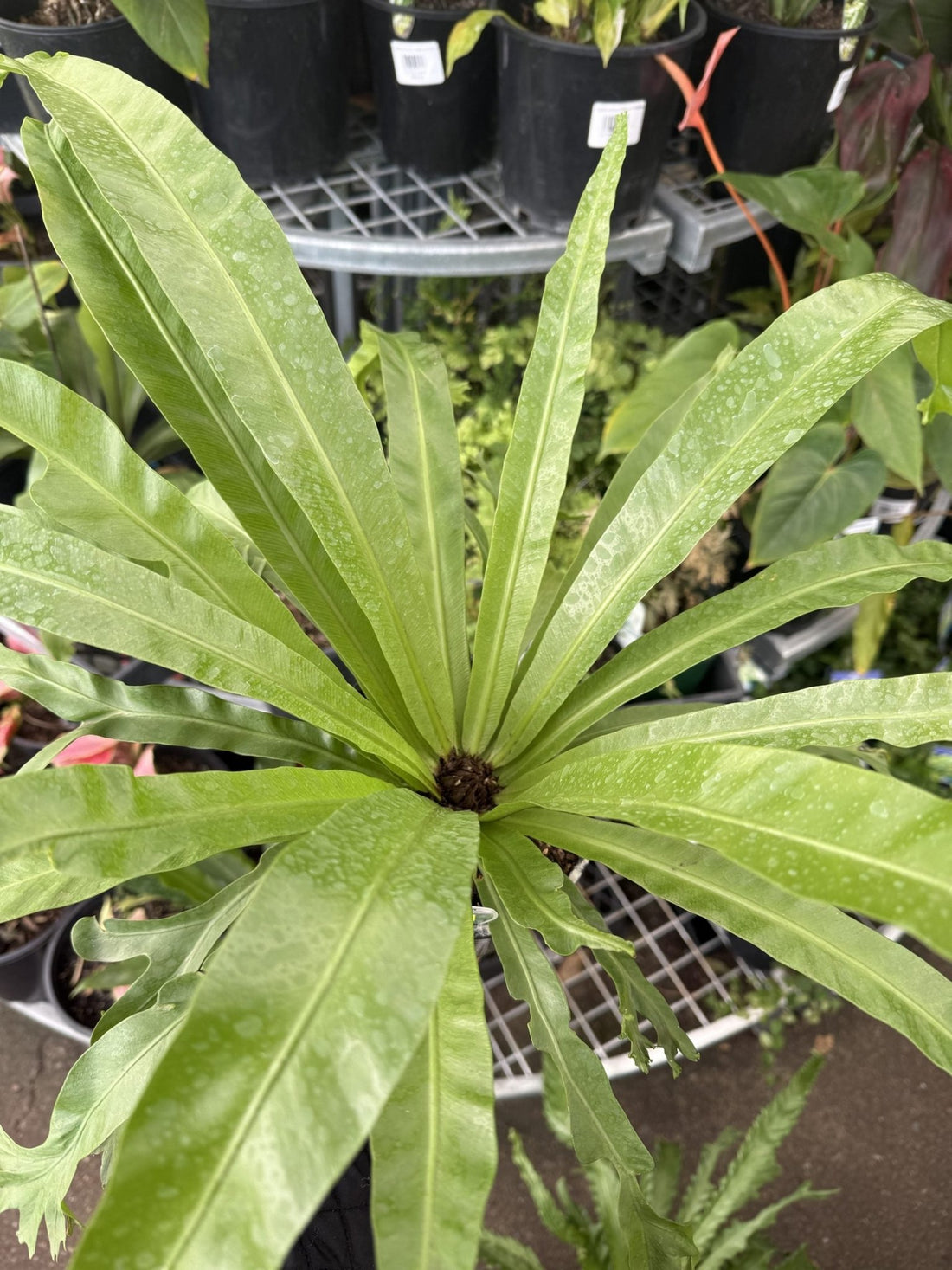 Crow's Nest Fern (Asplenium australasicum) - Ladybird Nursery