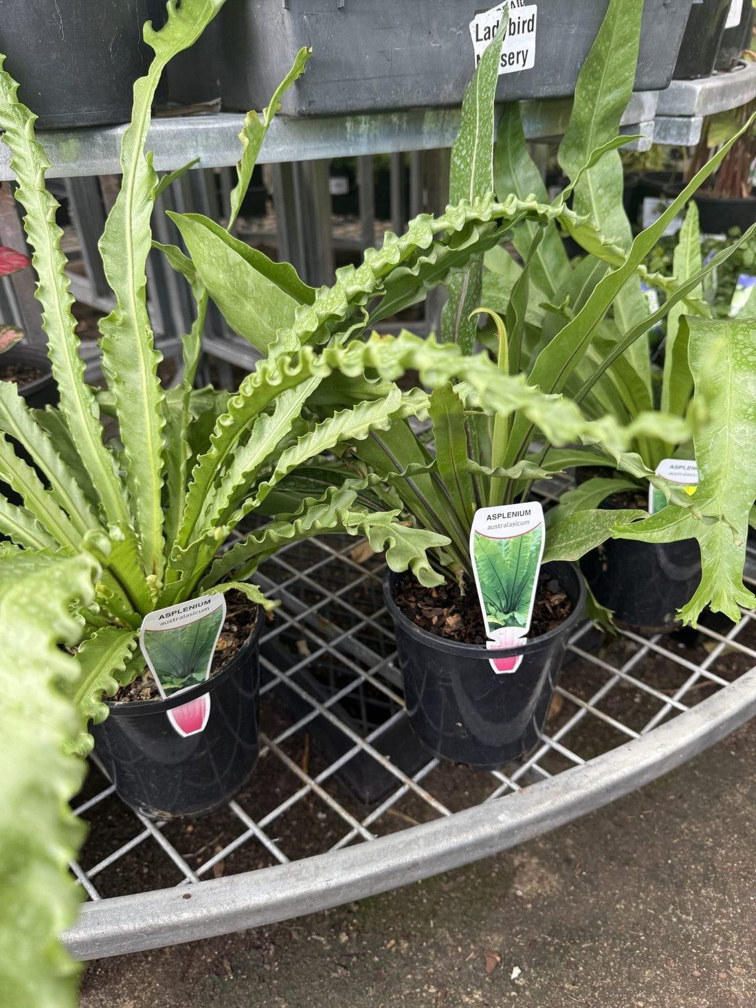 Crow's Nest Fern (Asplenium australasicum) - Ladybird Nursery