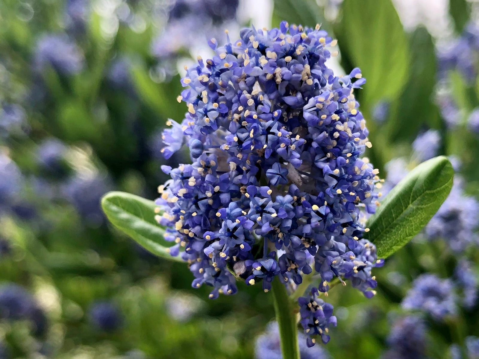 California Lilac Sapphire (Ceanothus Blue) - Ladybird Nursery
