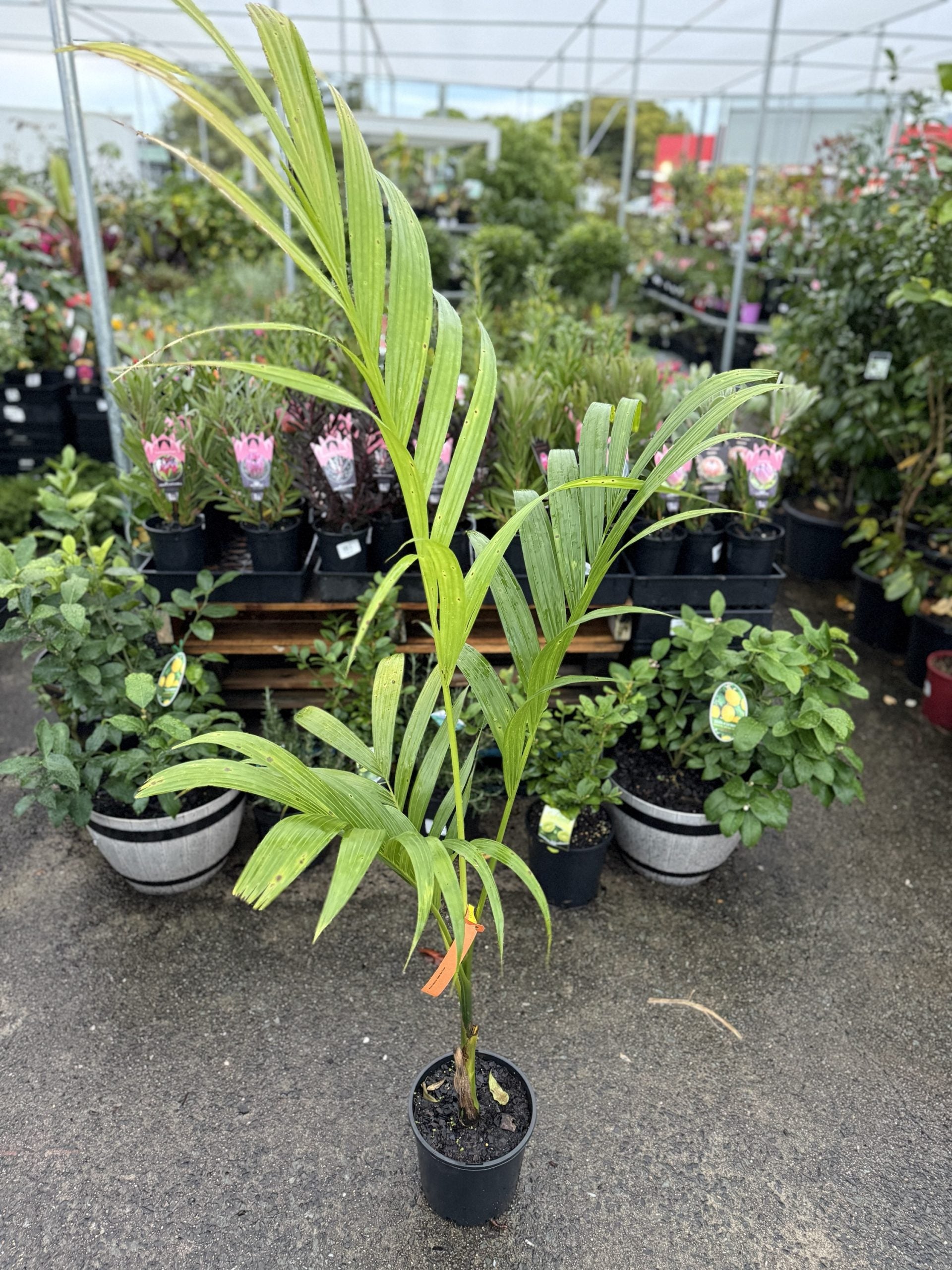 Areca catechu (Betel Nut Palm)