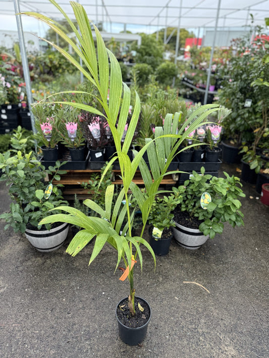 Areca catechu (Betel Nut Palm)