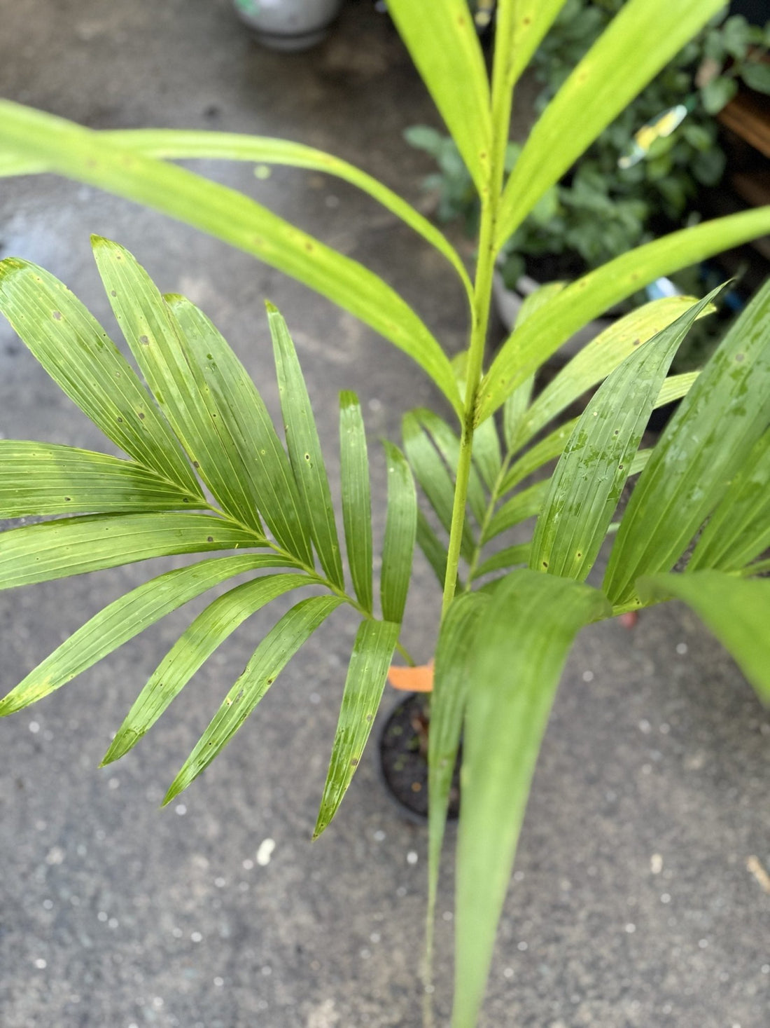 Areca catechu (Betel Nut Palm) (PICK UP ONLY) - Ladybird Nursery