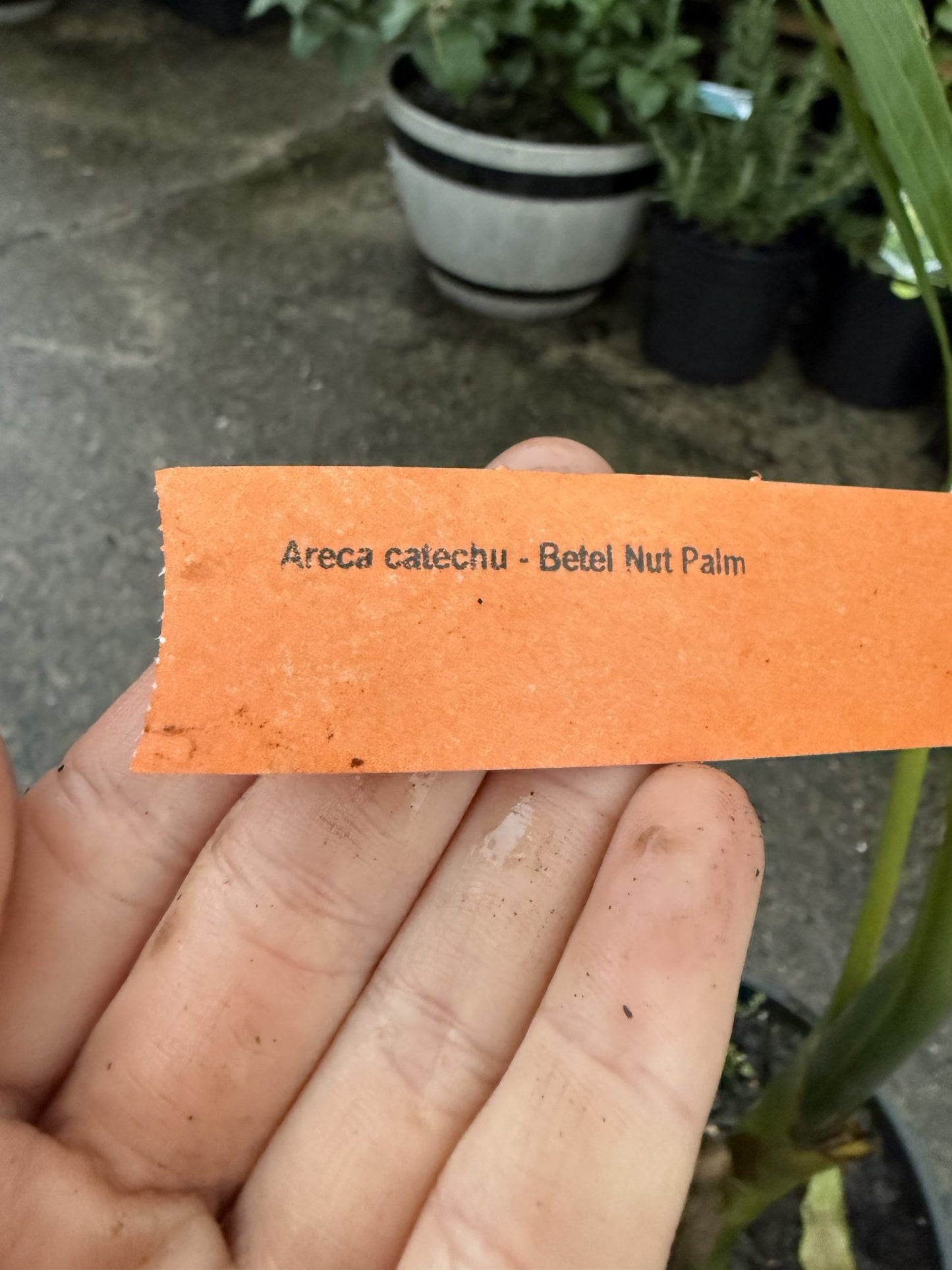 Areca catechu (Betel Nut Palm)