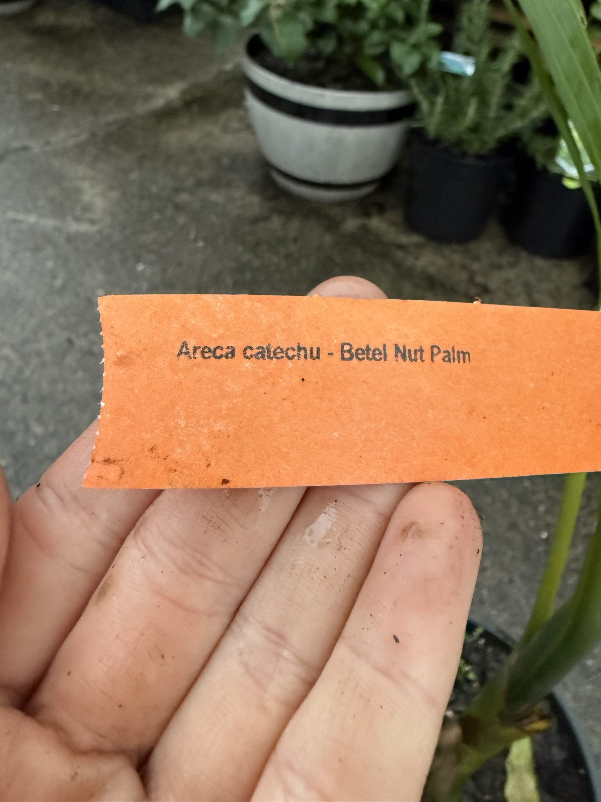 Areca catechu (Betel Nut Palm)