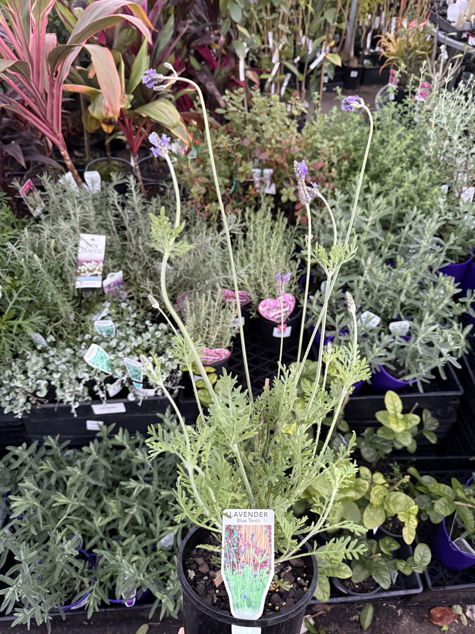 Lavender 'Blue Torch'