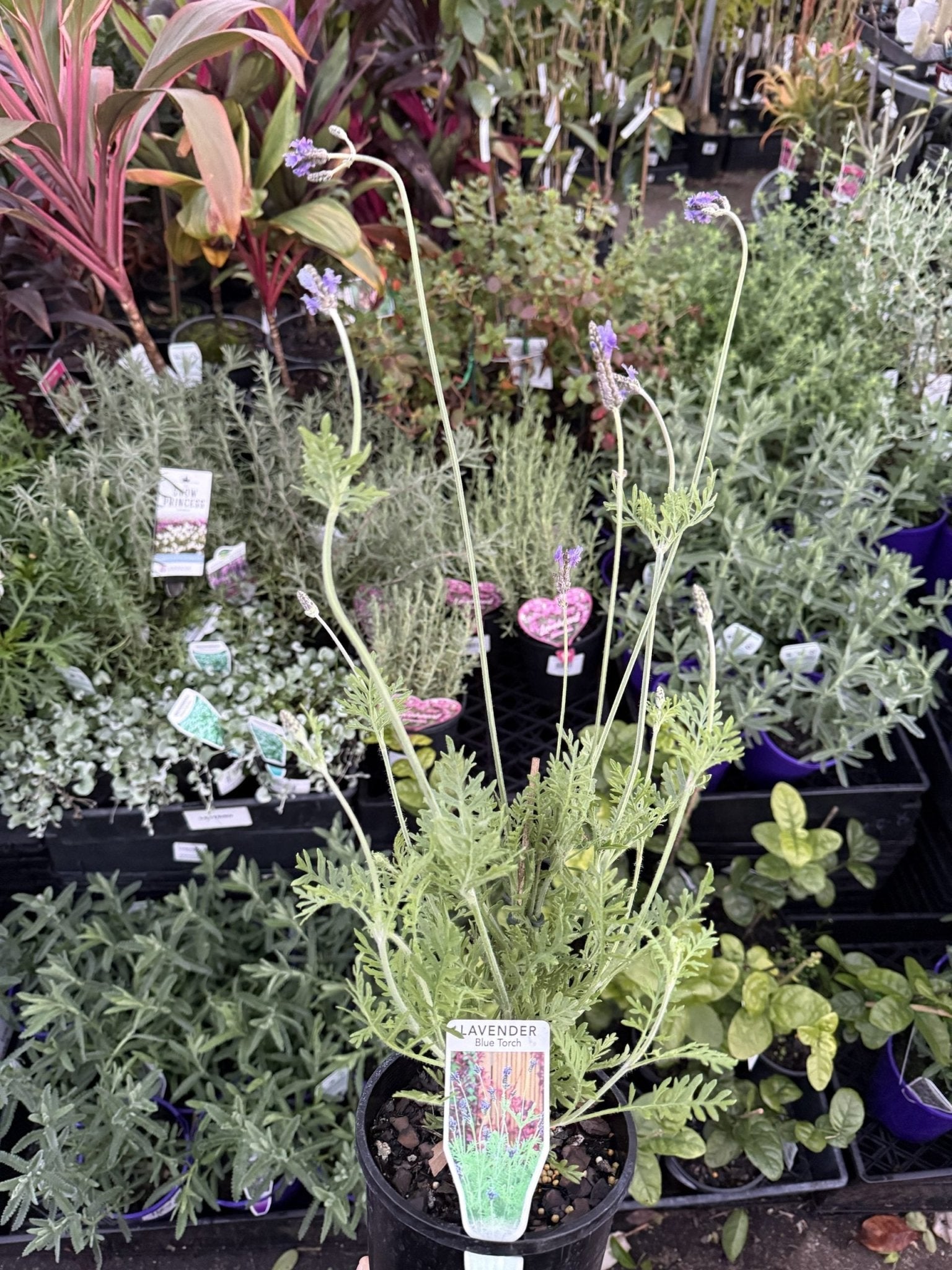 Lavender 'Blue Torch' - Ladybird Nursery
