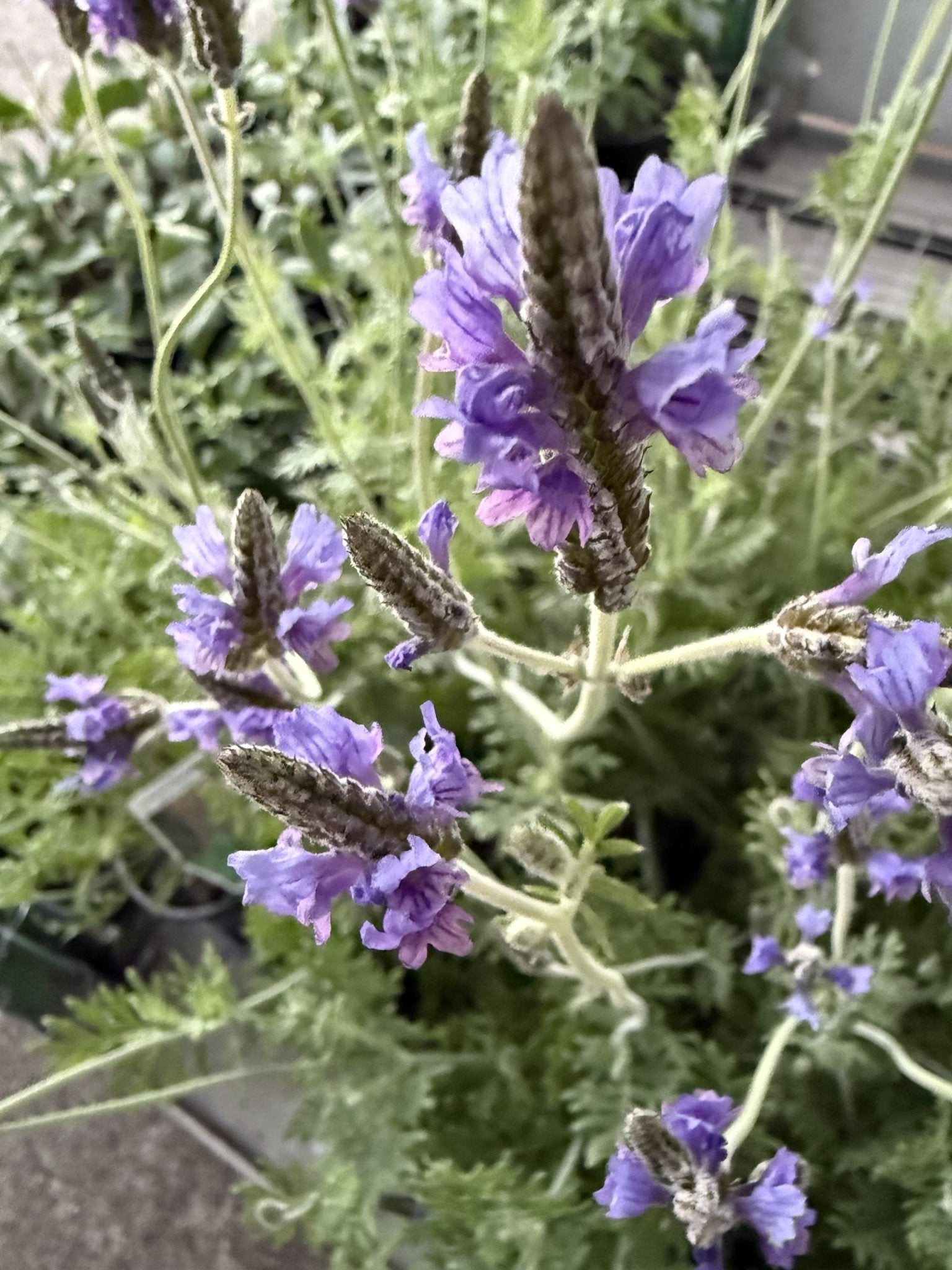 Lavender 'Blue Torch' - Ladybird Nursery