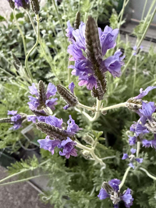 Lavender 'Blue Torch'