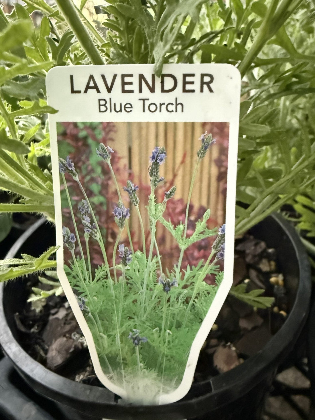 Lavender 'Blue Torch' - Ladybird Nursery
