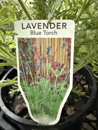 Lavender 'Blue Torch'