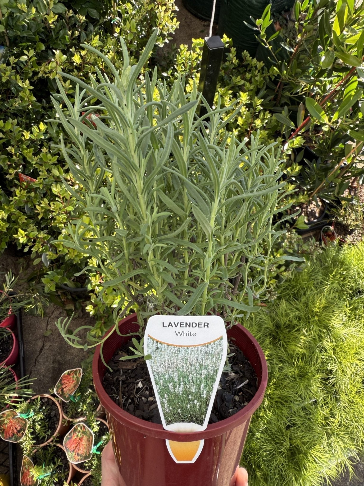Lavender 'Sensation White' (Lavandula pedunculata) - Ladybird Nursery