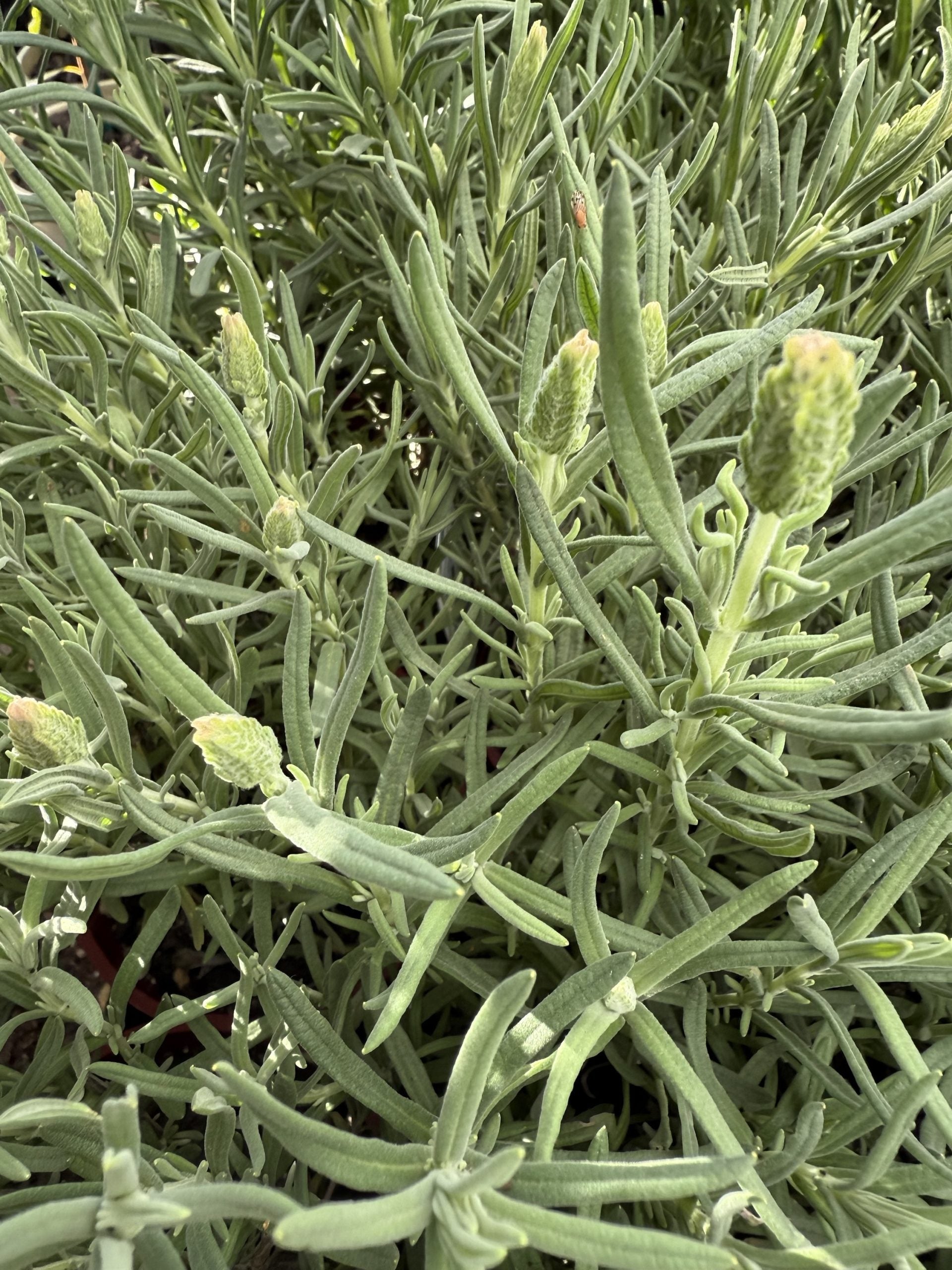 Lavender 'Sensation White' (Lavandula pedunculata)