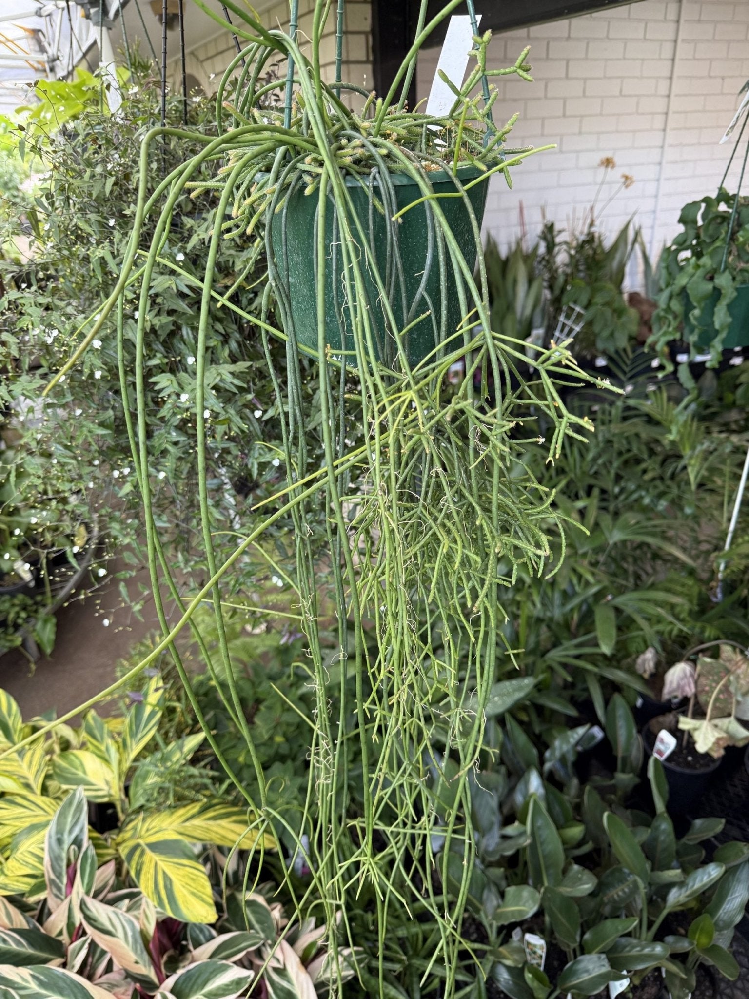 Rhipsalis baccifera - Ladybird Nursery