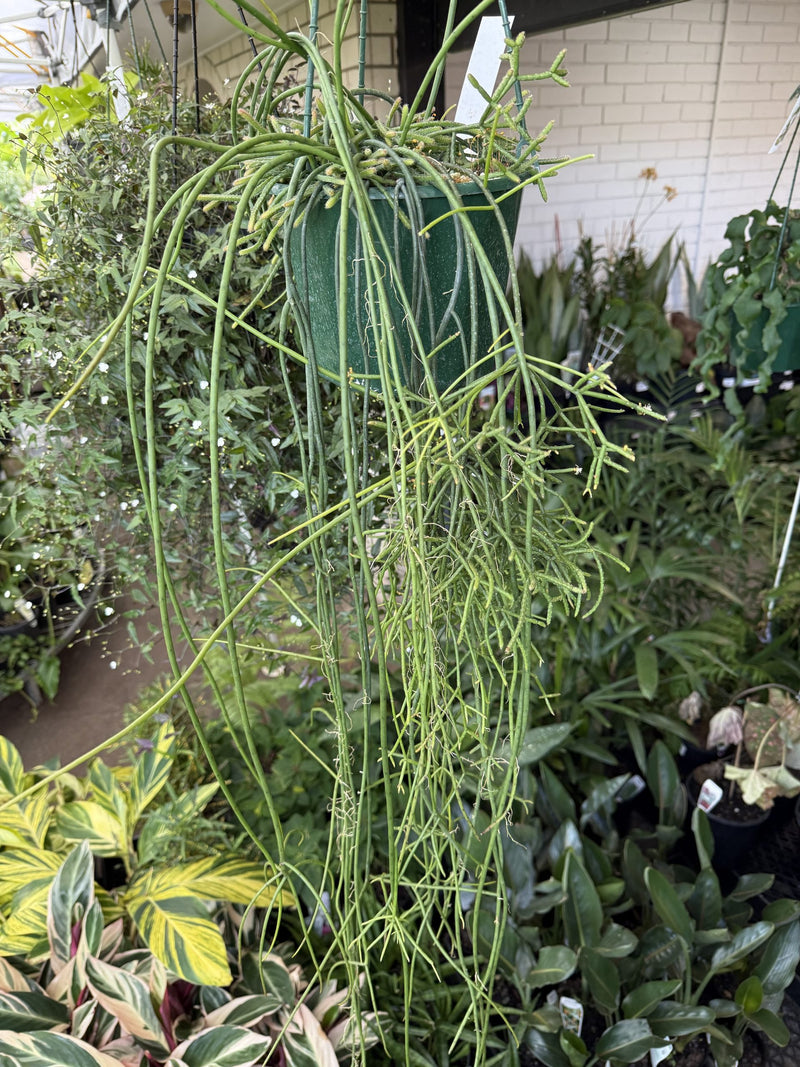 Rhipsalis baccifera