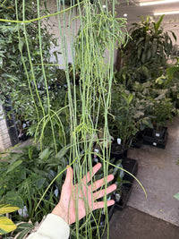 Rhipsalis baccifera