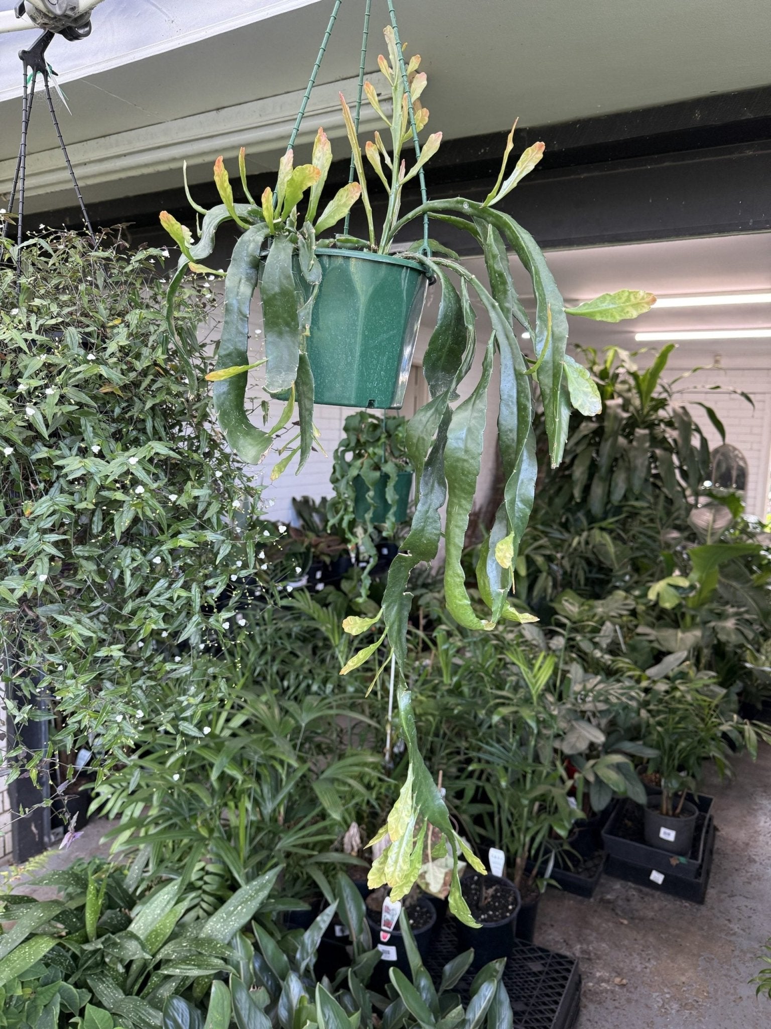 Jungle Cactus - Ladybird Nursery