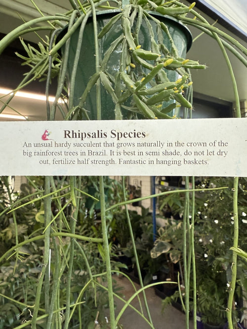 Rhipsalis baccifera - Ladybird Nursery