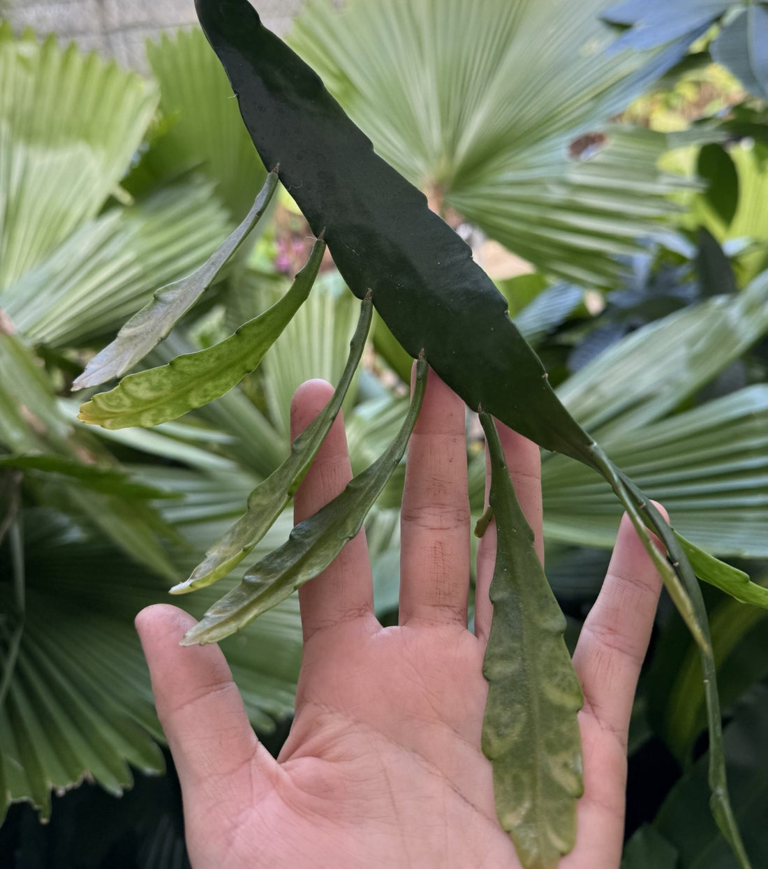 Jungle Cactus - Ladybird Nursery
