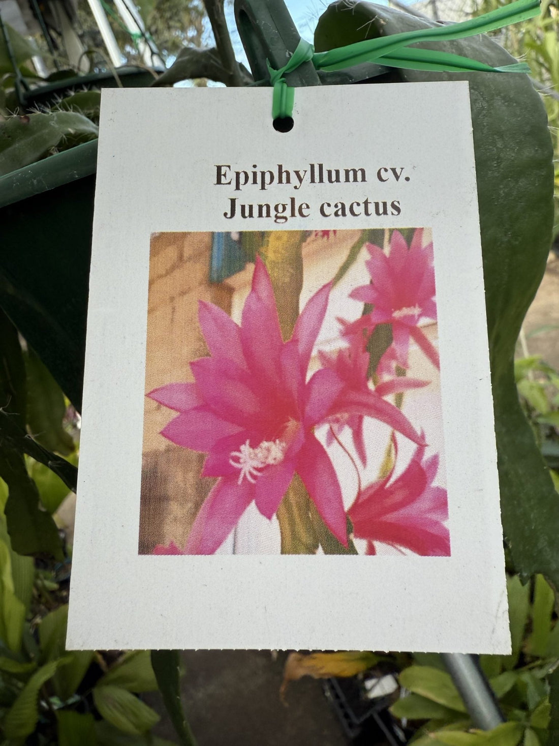 Jungle Cactus - Ladybird Nursery
