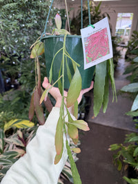 Jungle Cactus 'Red Dragon'