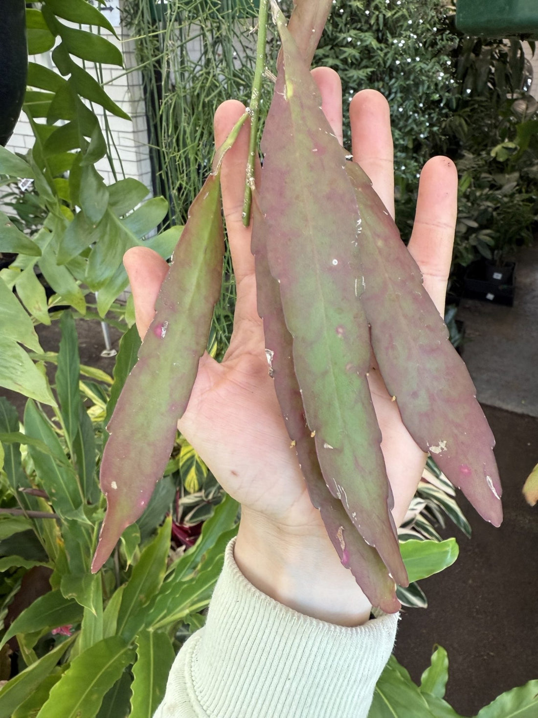 Jungle Cactus 'Red Dragon' - Ladybird Nursery