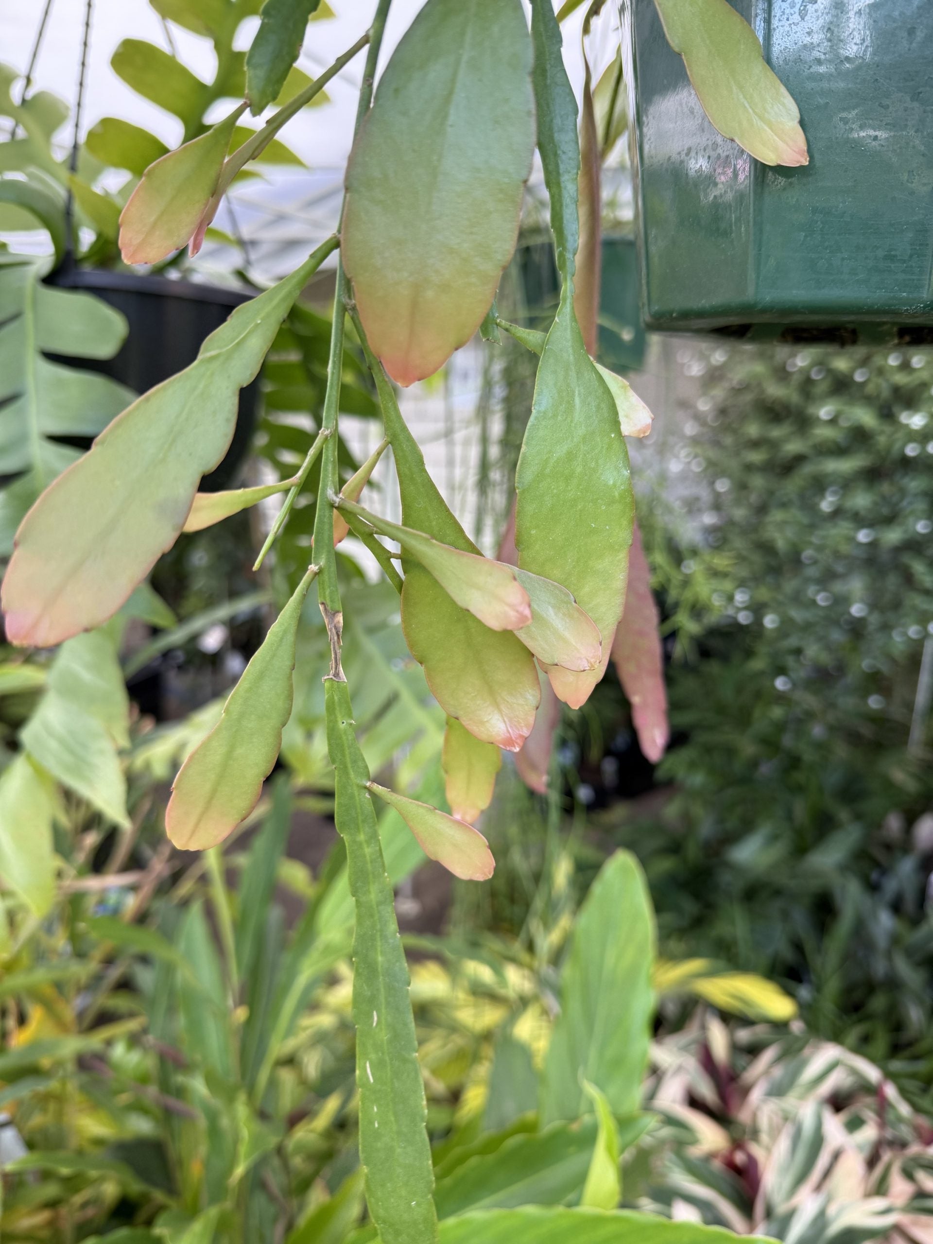 Jungle Cactus 'Red Dragon'