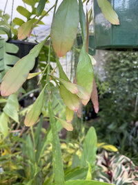 Jungle Cactus 'Red Dragon'