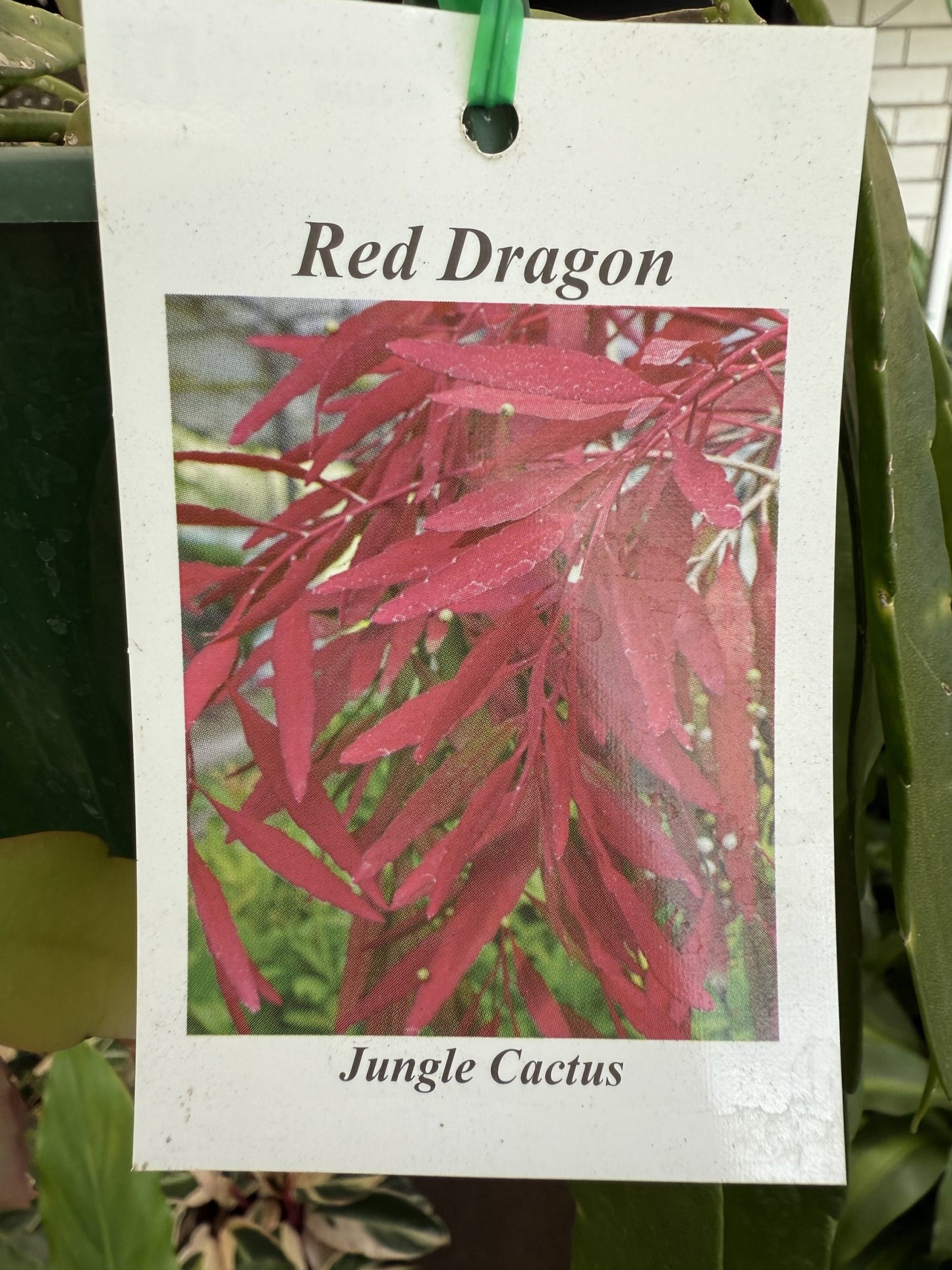 Jungle Cactus 'Red Dragon'