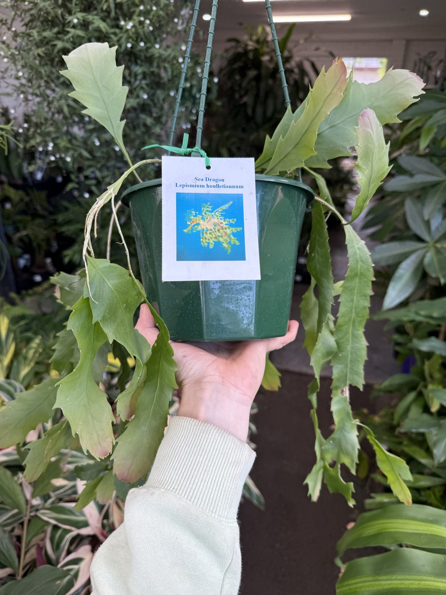 Jungle Cactus 'Sea Dragon'